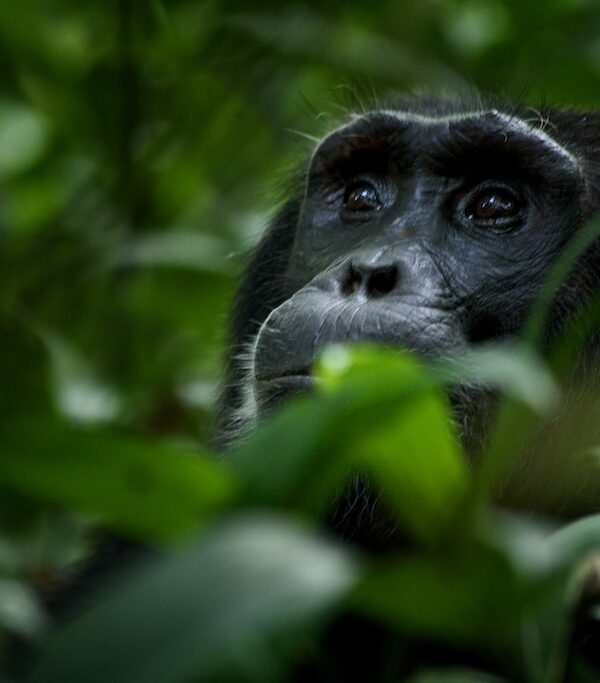 Gombe National Park Chimp Trekking