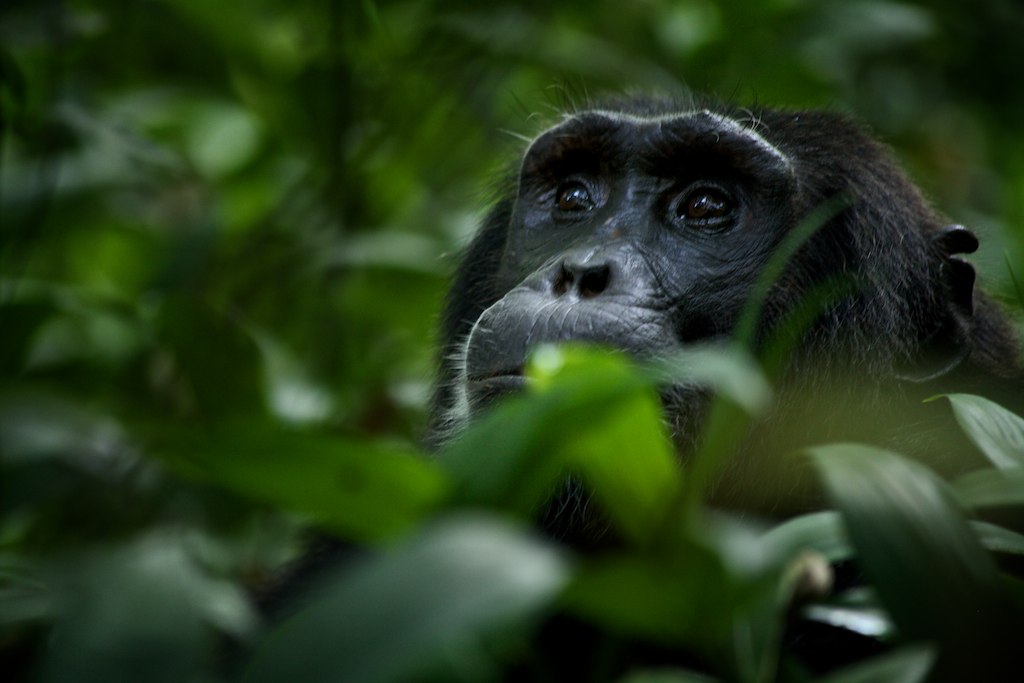 Gombe National Park Chimp Trekking