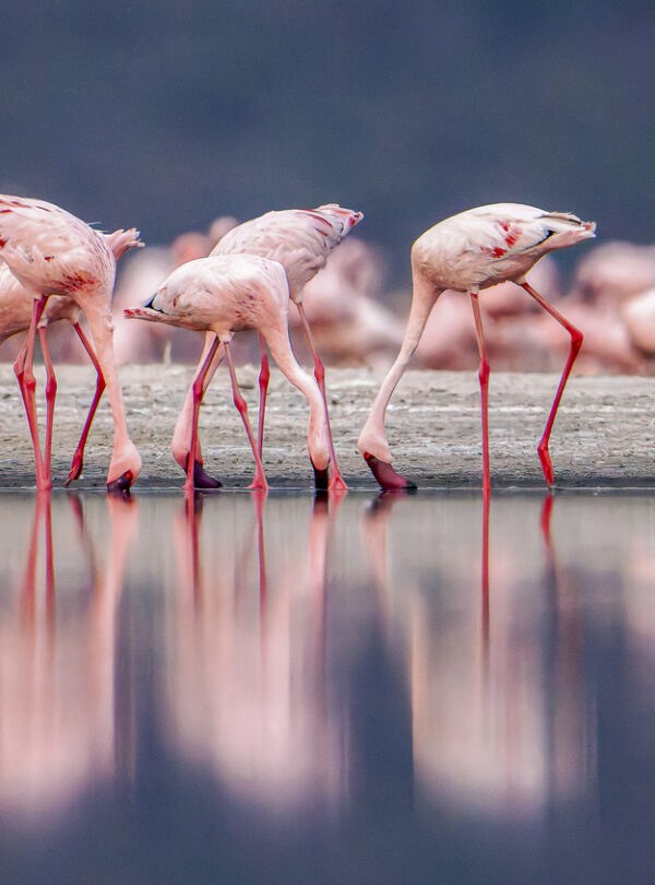 Lake Natron Flamingos (1)