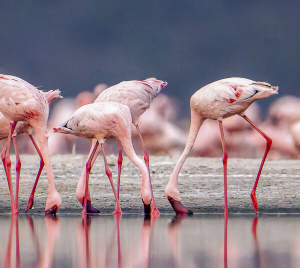 Lake Natron Flamingos (1)
