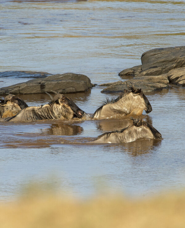 Mara River Hippos