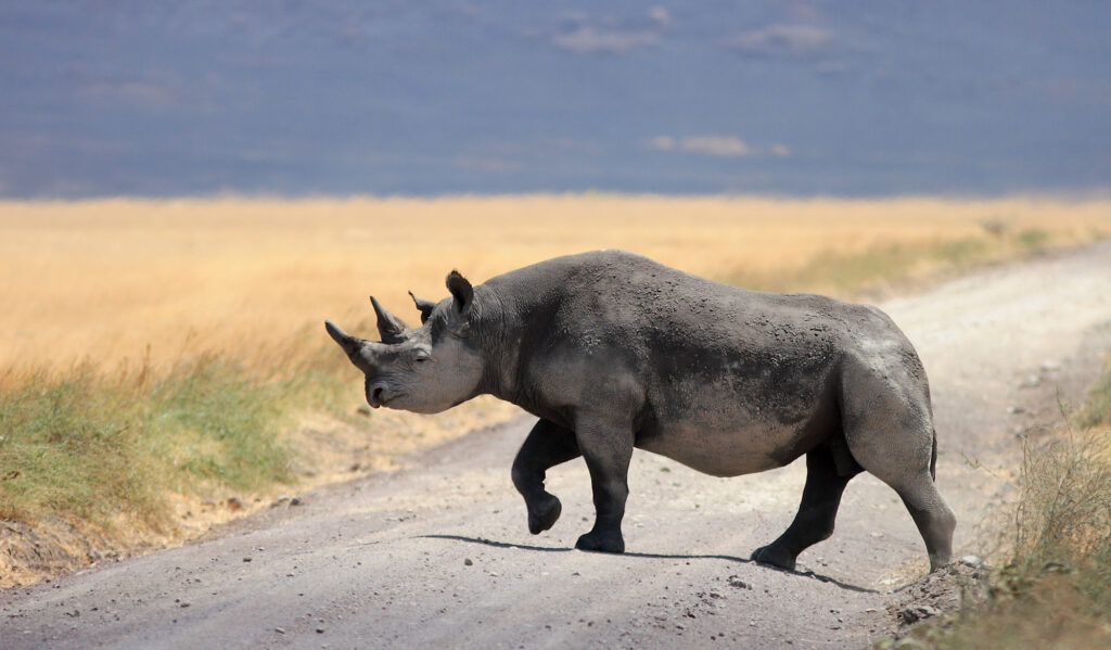 Ngorongoro Crater