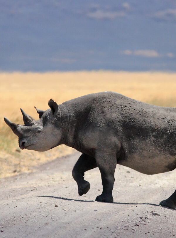 Ngorongoro Crater