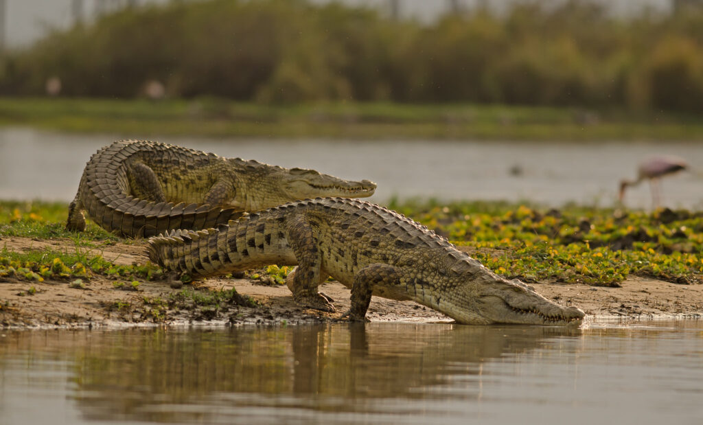 Nyerenyere National Park