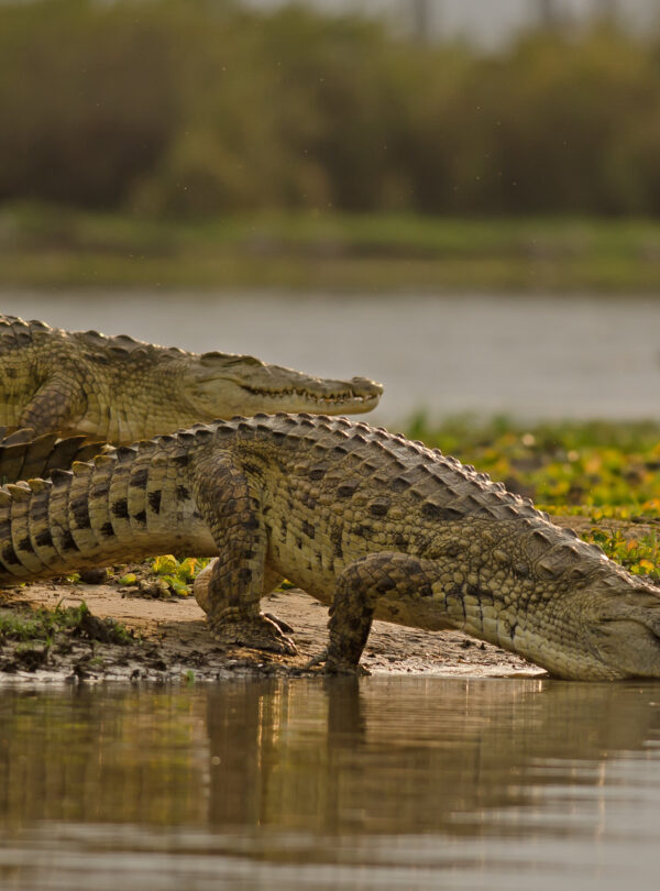 Nyerenyere National Park