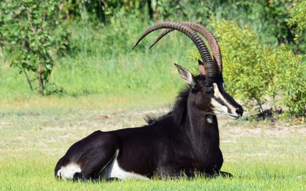 Ruaha National Park