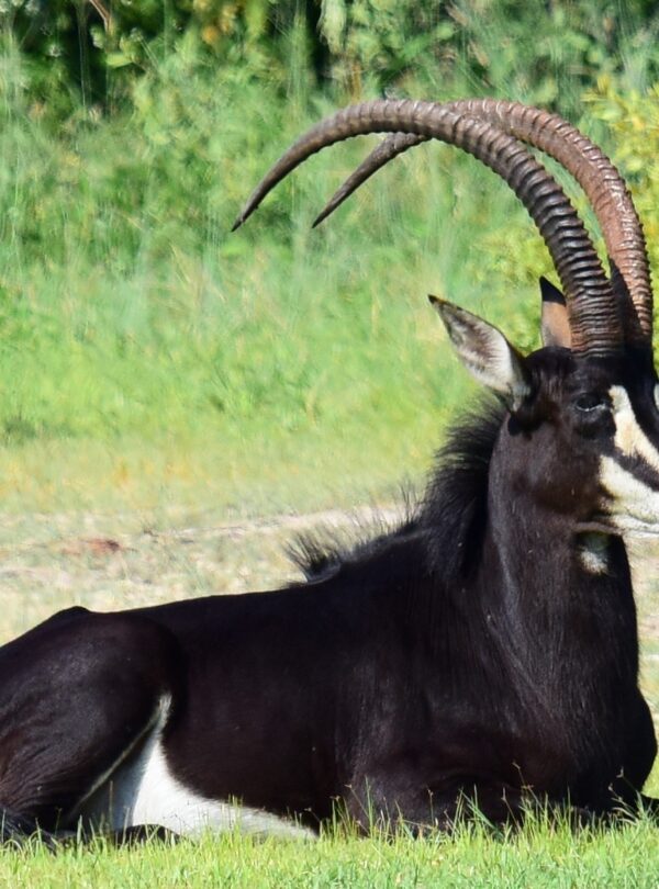 Ruaha National Park