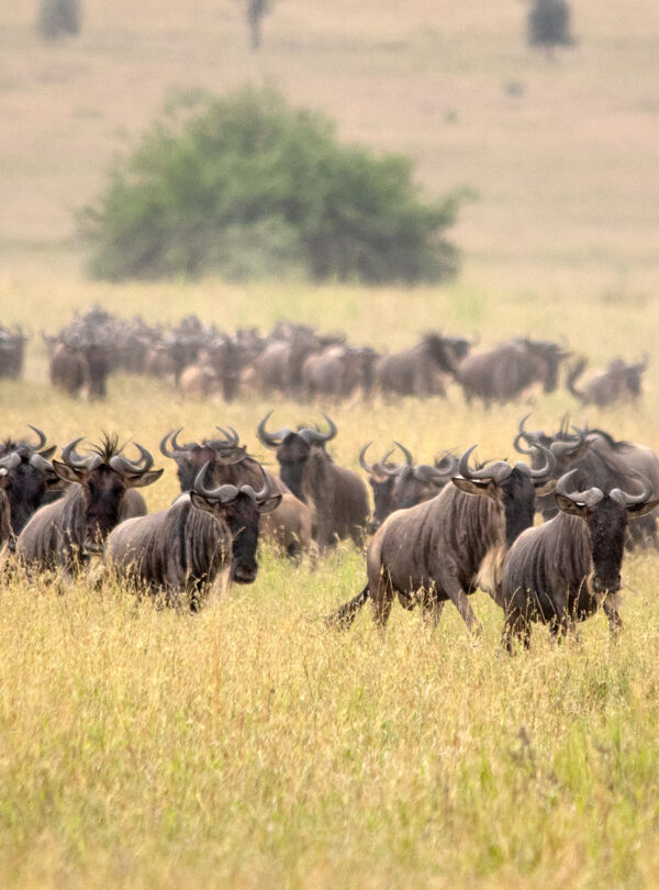 Serengeti National Park