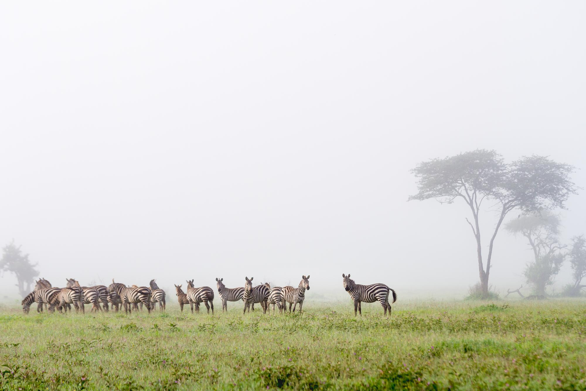 Serengeti Zebras