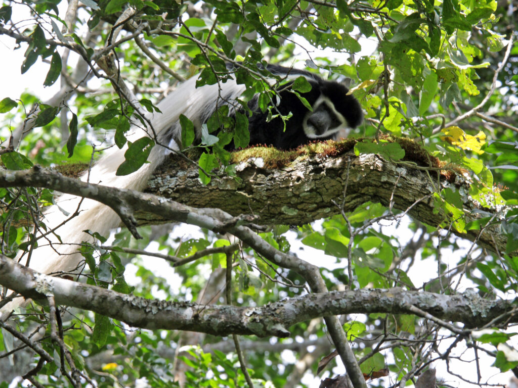 White Colobus Monkey Arusha National Park