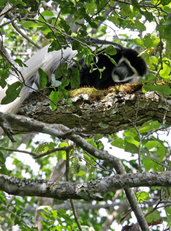 White Colobus Monkey Arusha National Park