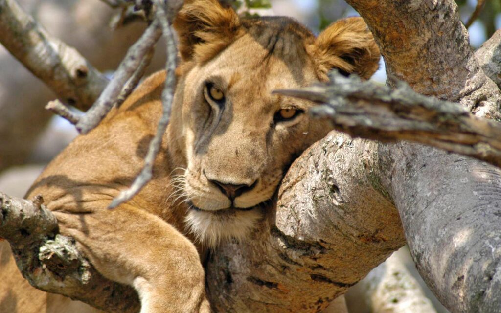 tree-climbing-lions
