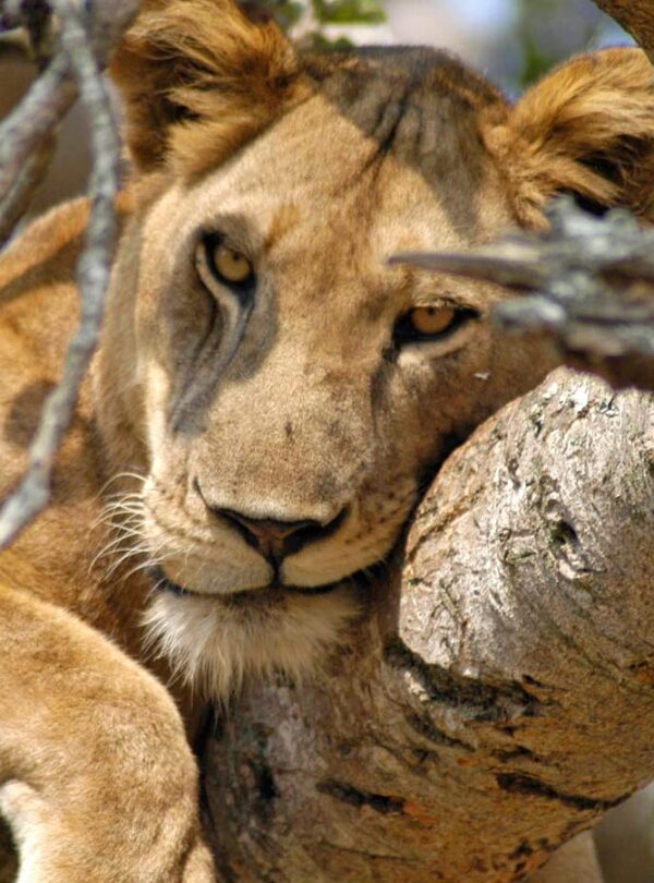 tree-climbing-lions